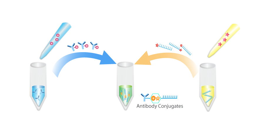 Molecular structure of the compound: Gemtuzumab (Anti-Siglec-3 / CD33)