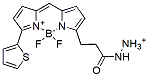 Molecular structure of the compound: BDP 558/568 hydrazide