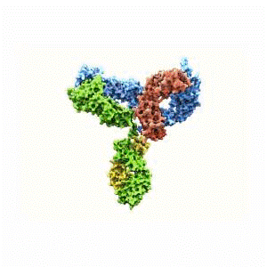 Molecular structure of the compound: Trastuzumab (Anti-HER2)