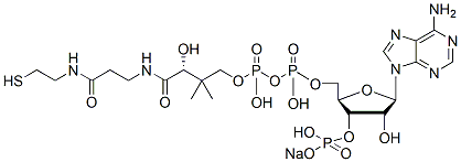 Molecular structure of the compound: Coenzyme A sodium salt hydrate