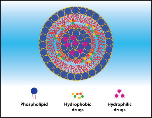 phospholipid liposomes