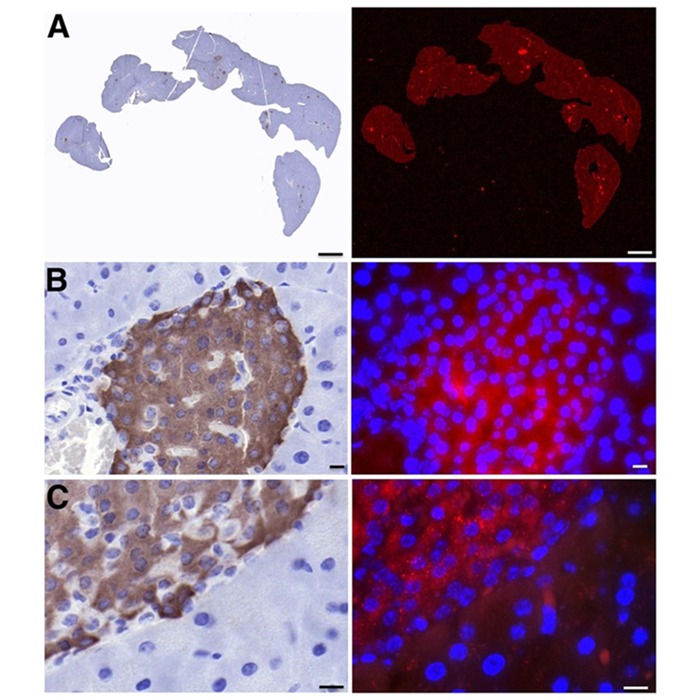 Immunohistochemistry flat-bed fluorescence (A), fluorescence microscopy (B, C) images of pancreatic tissue of exendin-4-800CW injected mouse